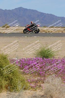 media/Mar-12-2023-SoCal Trackdays (Sun) [[d4c8249724]]/Turn 15 Inside Bloom (130pm)/